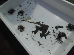 第1回自然観察会 見つけた生き物
