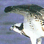 No.19　ミサゴ