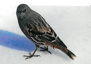 イワヒバリ(漂鳥)