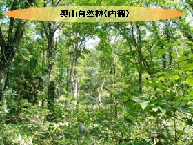 自然林(内観)