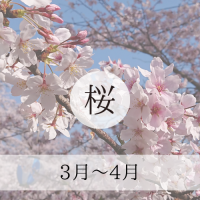 桜