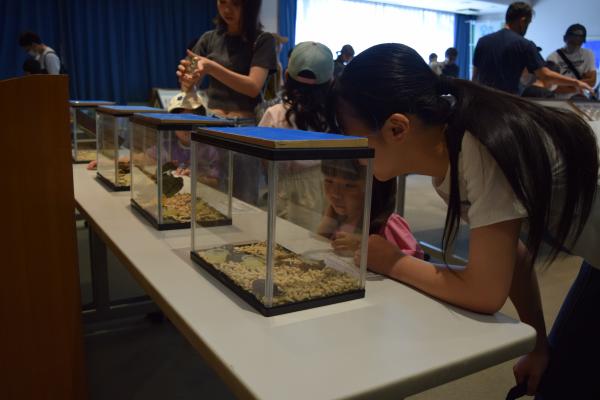 昆虫展の様子