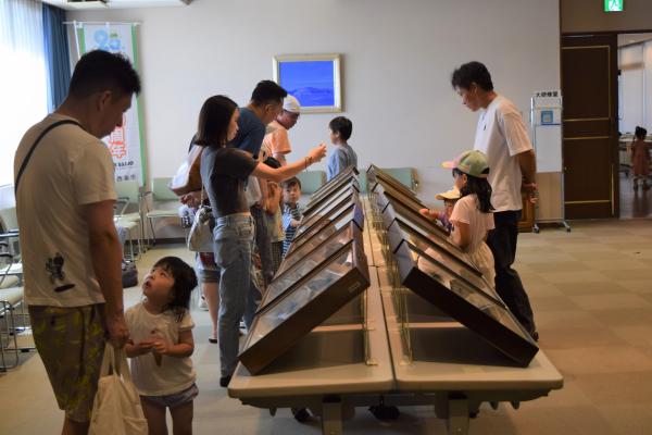 昆虫展の様子