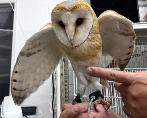 動物ふれあいコーナー