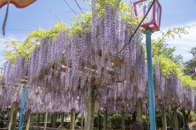 禎祥寺 藤の花