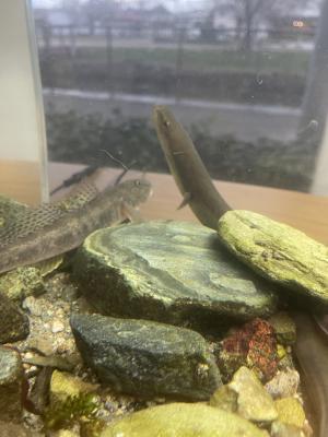 水辺