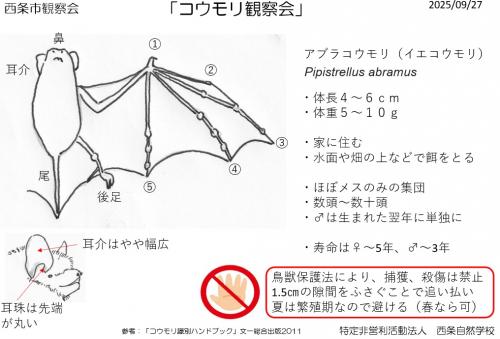 コウモリ資料