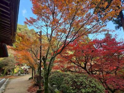 西山興隆寺紅葉