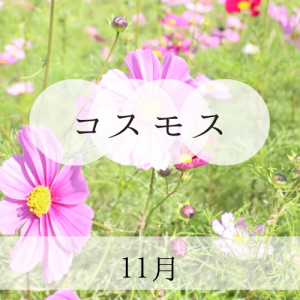 コスモス